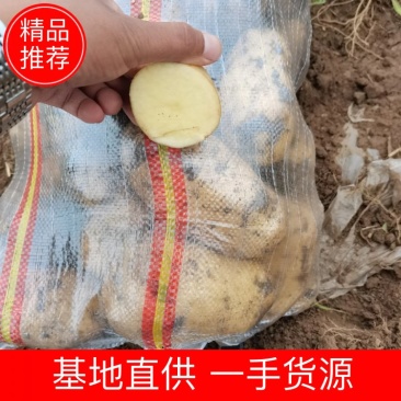 黄心沙地土豆货源稳定产地直发可视频看货河北土豆