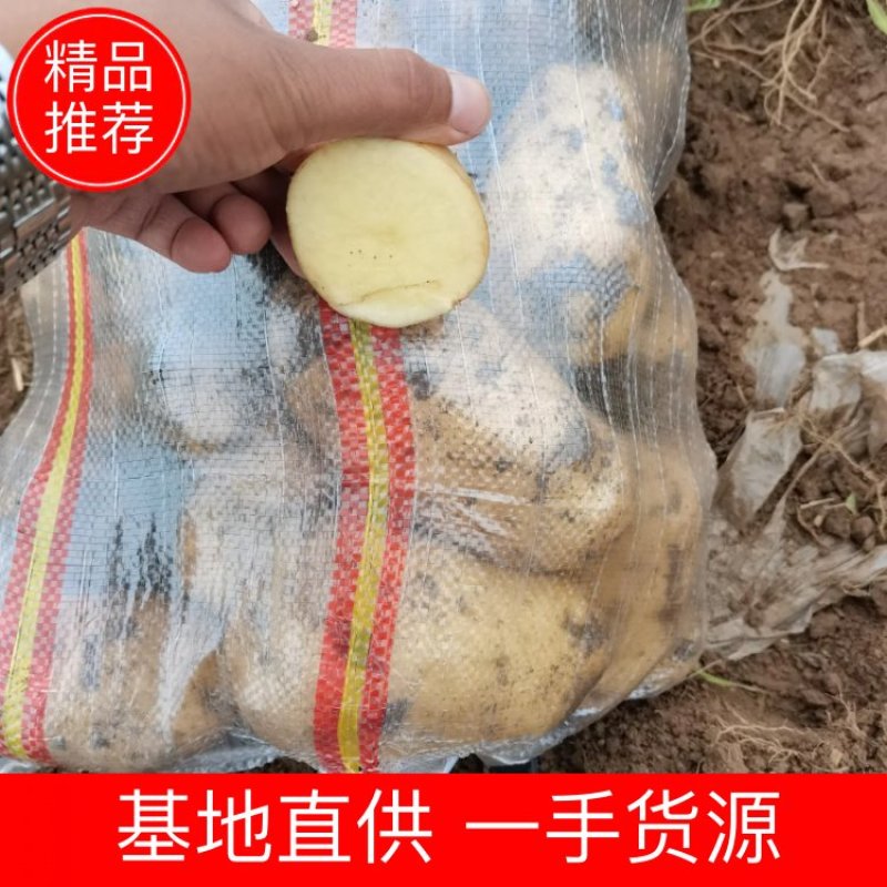 黄心沙地土豆货源稳定产地直发可视频看货河北土豆
