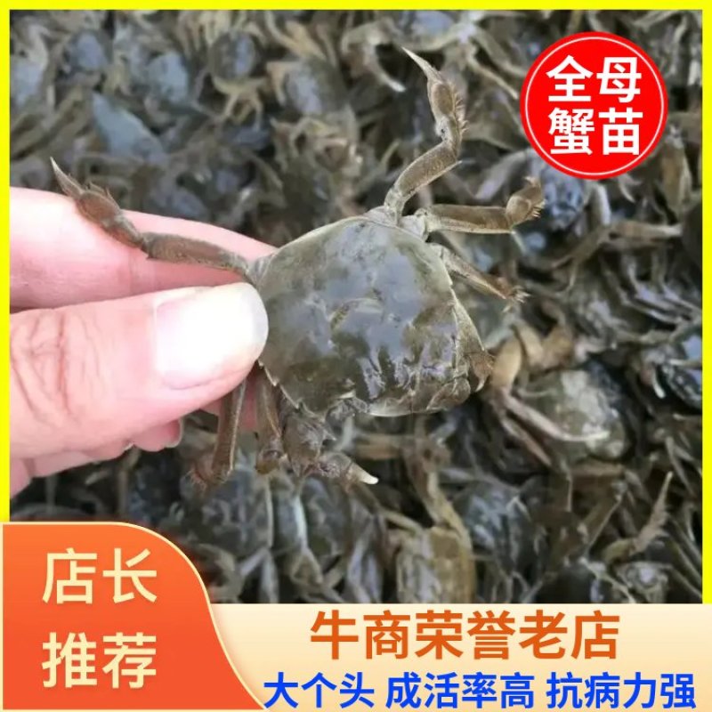 盘锦蟹苗高质量全母蟹苗大个头成活率高抗病力强一手货源