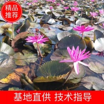 睡莲，根长10公分以上，产地直销质量有保障