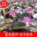 睡莲，根长10公分以上，产地直销质量有保障