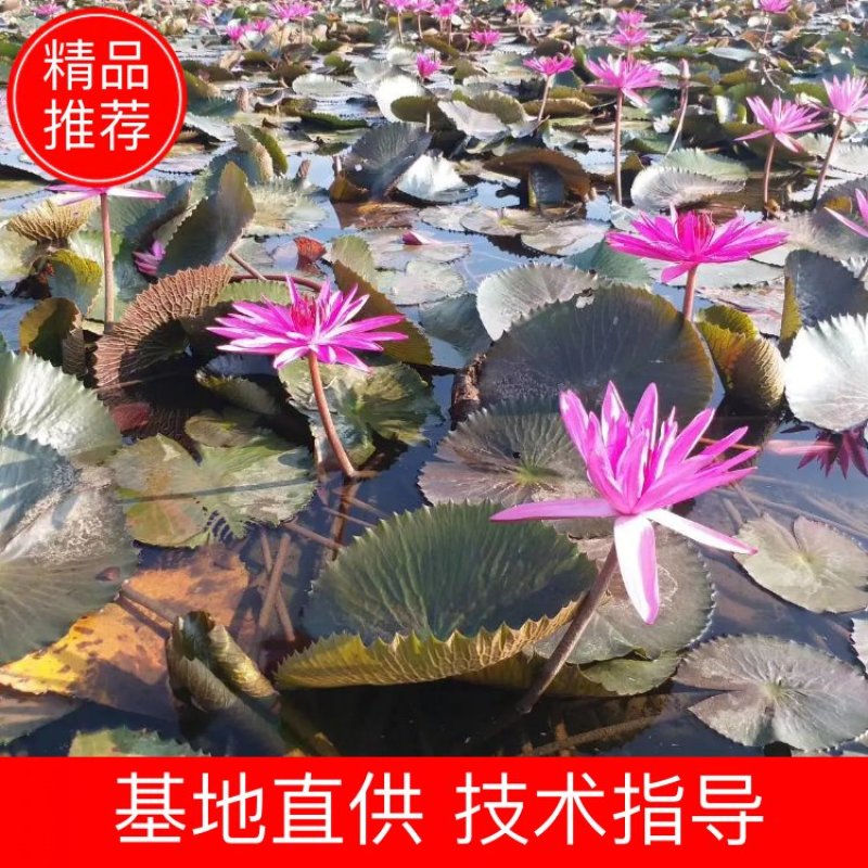 睡莲，根长10公分以上，产地直销质量有保障