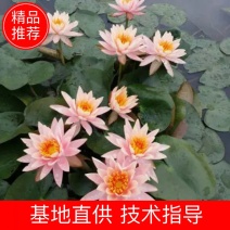 睡莲，根长10公分以上，产地直销，货真价值