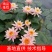 睡莲，根长10公分以上，产地直销，货真价值