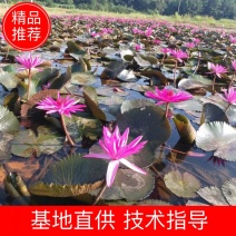 睡莲，印度红莲，颜色大红花径20～30公分
