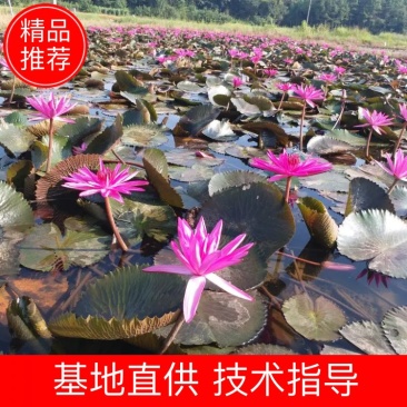 睡莲，印度红莲，颜色大红花径20～30公分