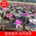 睡莲，印度红莲，颜色大红花径20～30公分