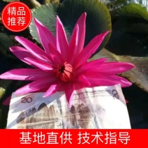 睡莲，印度红莲，颜色大红，产地直销，货真价值