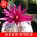 睡莲，印度红莲，颜色大红，产地直销，货真价值