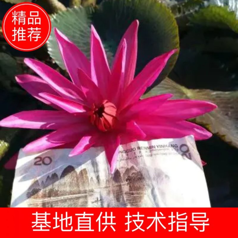 睡莲，印度红莲，颜色大红，产地直销，货真价值