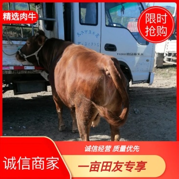甘肃特色肉牛出肉率高产地直发包成活可视频看货