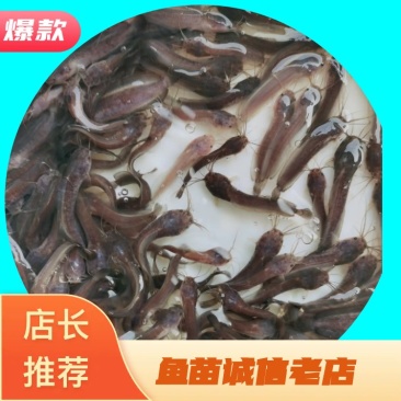 鲶鱼苗塘角鱼苗、胡子鱼苗、三黄塘角鱼、基地直供欢迎咨询订苗！