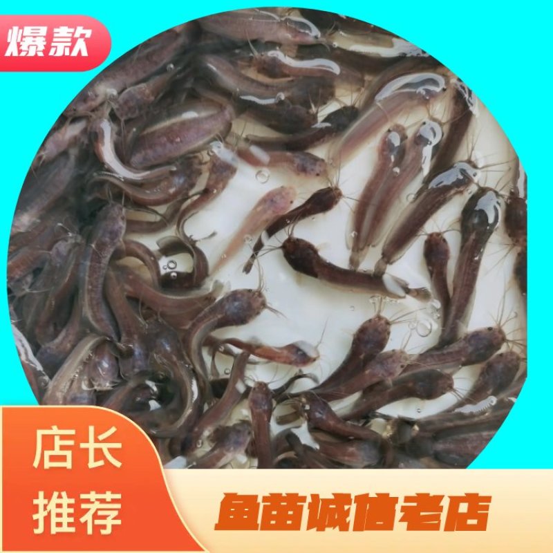 鲶鱼苗塘角鱼苗、胡子鱼苗、三黄塘角鱼、基地直供欢迎咨询订苗！