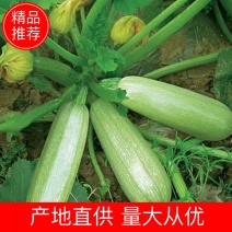 山西西葫芦精品西葫芦质量保证价格美丽欢迎订购