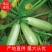 山西西葫芦精品西葫芦质量保证价格美丽欢迎订购