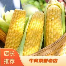 山西玉米新鲜玉米质量保证产地直发价格美丽