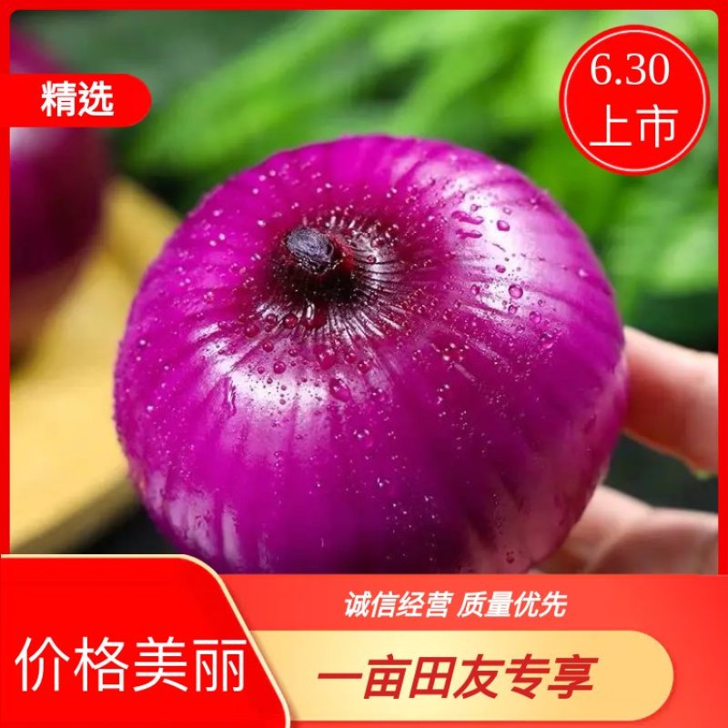 山西洋葱二红洋葱红皮洋葱大量上市质量保证