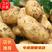 荷兰十五，希森，V7,精品黄心土豆，一手货源欢迎咨询