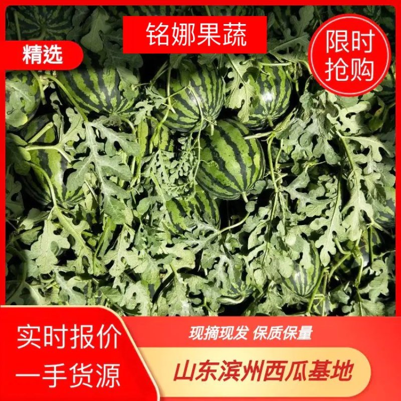 山东甜王西瓜省惠民县麻店镇甜王西瓜万亩西瓜上市中