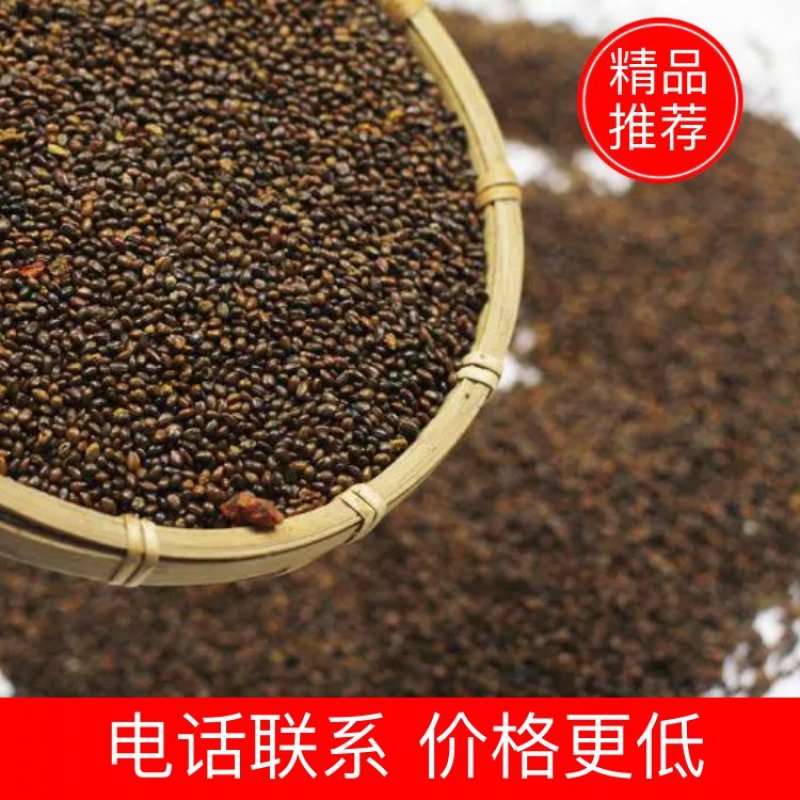 沙棘籽种中药材甘肃野生沙棘籽小果批量走货按量定价量大价优