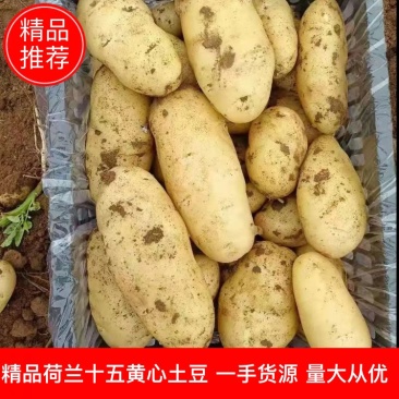 山东临沂兰陵精品荷兰十五黄心土豆无虫眼无青头,货源充足