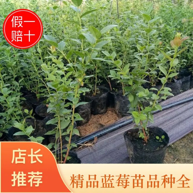 优瑞卡苔藓苗莱克西绿宝石奥尼尔蓝莓苗包售后