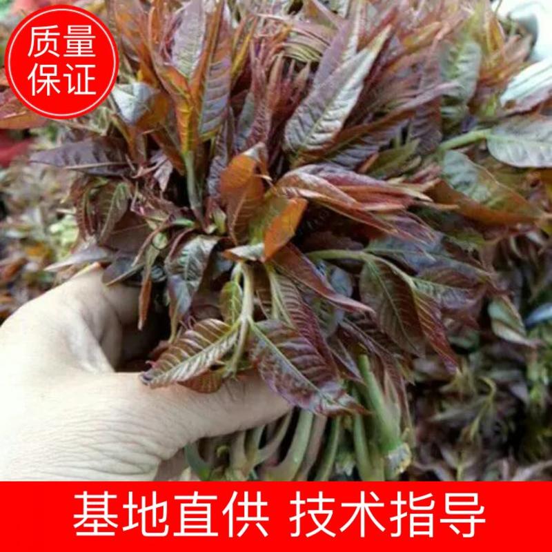 山东香椿苗香椿芽苗10cm以上包售后假一赔十