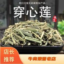 穿心莲穿心连产地直销量大从优野生