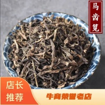 马齿苋产地直销量大从优批发各种中药材