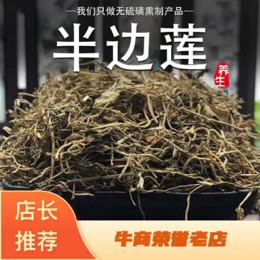 半边莲量大从优产地直销批发各种中药材