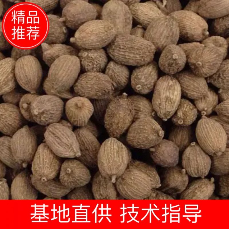阳春砂，干货香料专供，大量现货，门店专卖，欢迎联系
