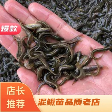 泥鳅苗批发零售，送货上门，品相好，长势快，可技术支持！