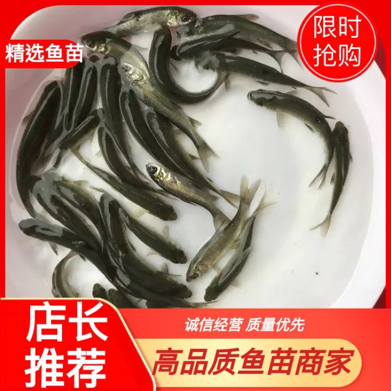 青鱼苗批发零售，品像好，成活率高，可技术支持