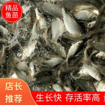 鲤鱼苗批发零售技术支持成活率高，品相好，
