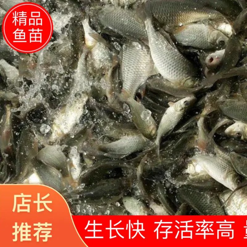 鲤鱼苗批发零售技术支持成活率高，品相好，