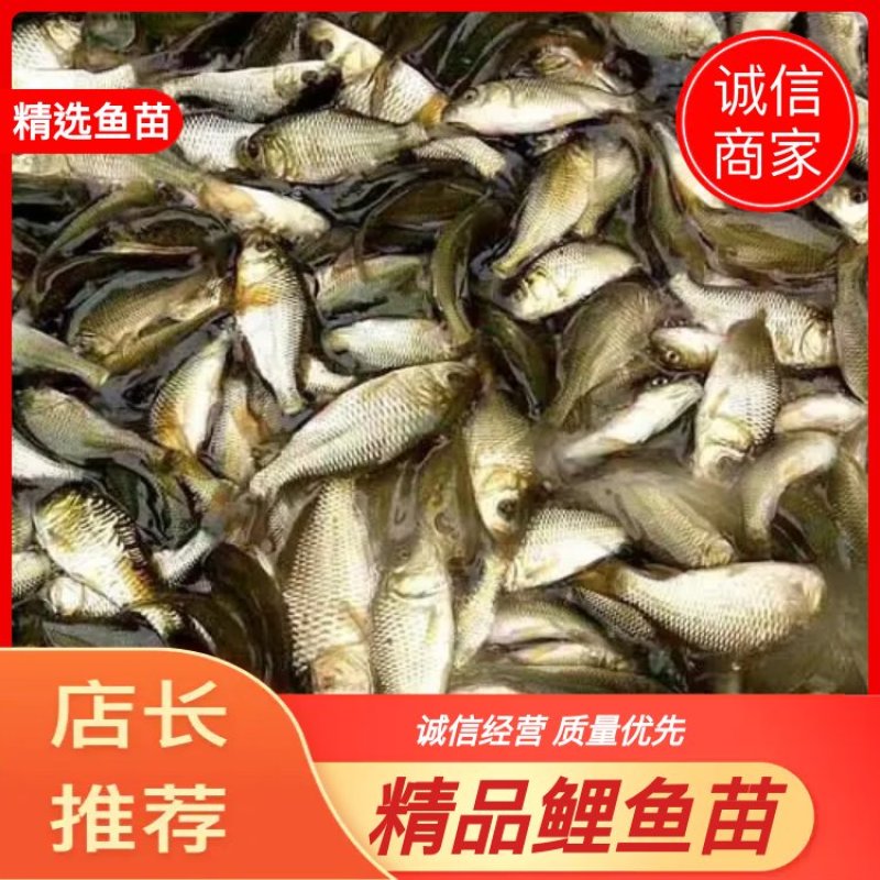 鲤鱼苗批发零售，品相好。成活率高，可技术指导！