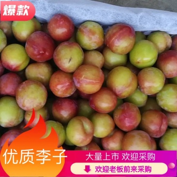 甜李子，大石早生，403李子开始了，支持视频看货
