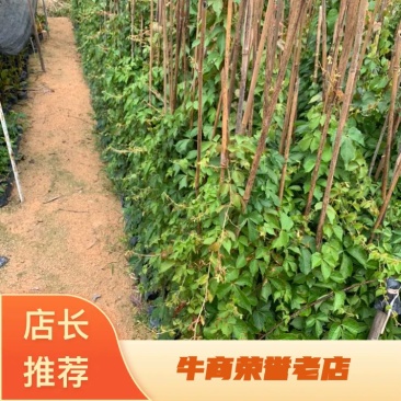 爬山虎爬墙虎爬藤植物适合庭院围墙绿化