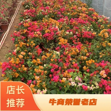多色三角梅混色拼栽【原盆原土发货】自家基地直发常年供应