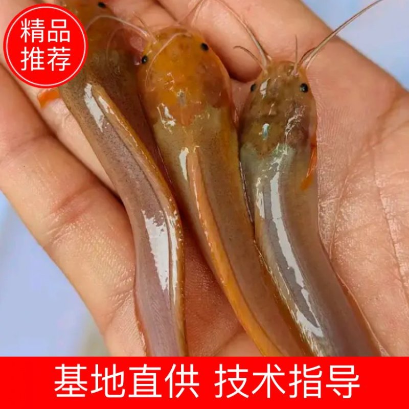 出售本地塘角鱼苗三黄塘角鱼苗，长年现货出售易养活好长大