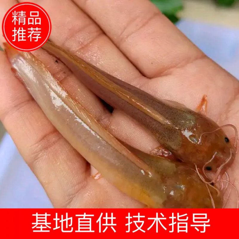 出售本地塘角鱼苗三黄塘角鱼苗，长年现货出售易养活好长大