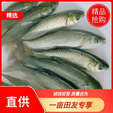 珠江草鱼苗靓苗上市长年批发场地直销，快大型现货交易