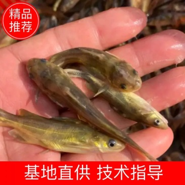 长期供应金优一号黄骨鱼苗黄颡鱼苗，欢迎进店选购