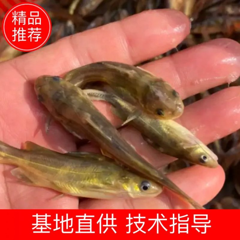 长期供应金优一号黄骨鱼苗黄颡鱼苗，欢迎进店选购