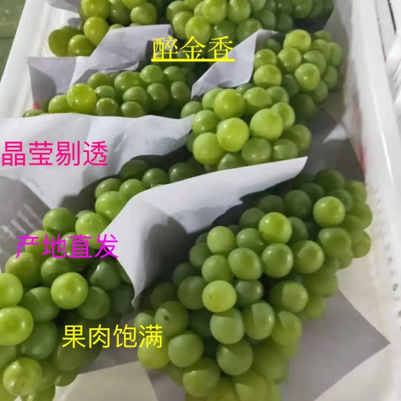 优质醉金香葡萄果肉饱满晶莹剔透产地直发保质保量