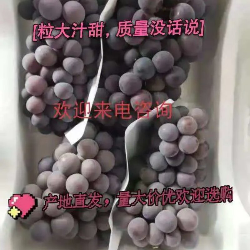 优质藤稔葡萄颗粒饱满，果肉多汁，色泽新艳，产地直发！
