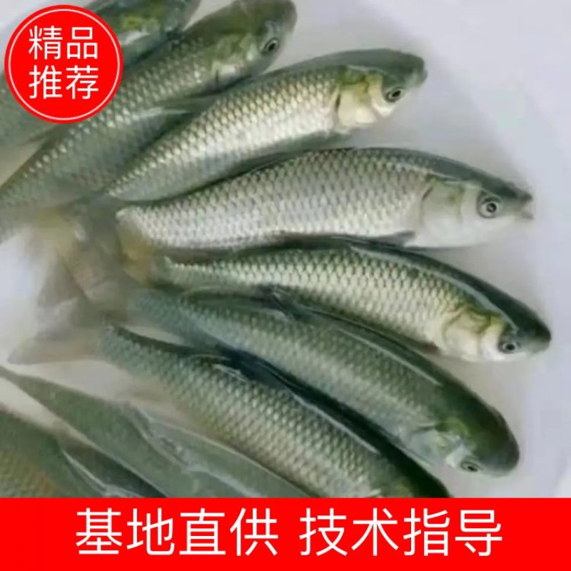 大量出售草鱼苗、草鱼水花、己打疫苗、规格齐全、一手货源，