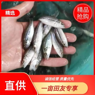 加州鲈鱼优鲈5号苗鲈鱼水花驯化吃饲料鲈鱼苗包邮直达