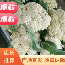 山东白面青梗有机松散花产地批发，可视频看货，支持发货