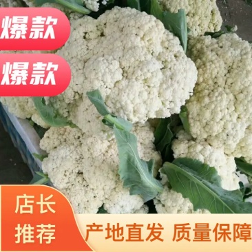 山东白面青梗有机松散花产地批发，可视频看货，支持发货